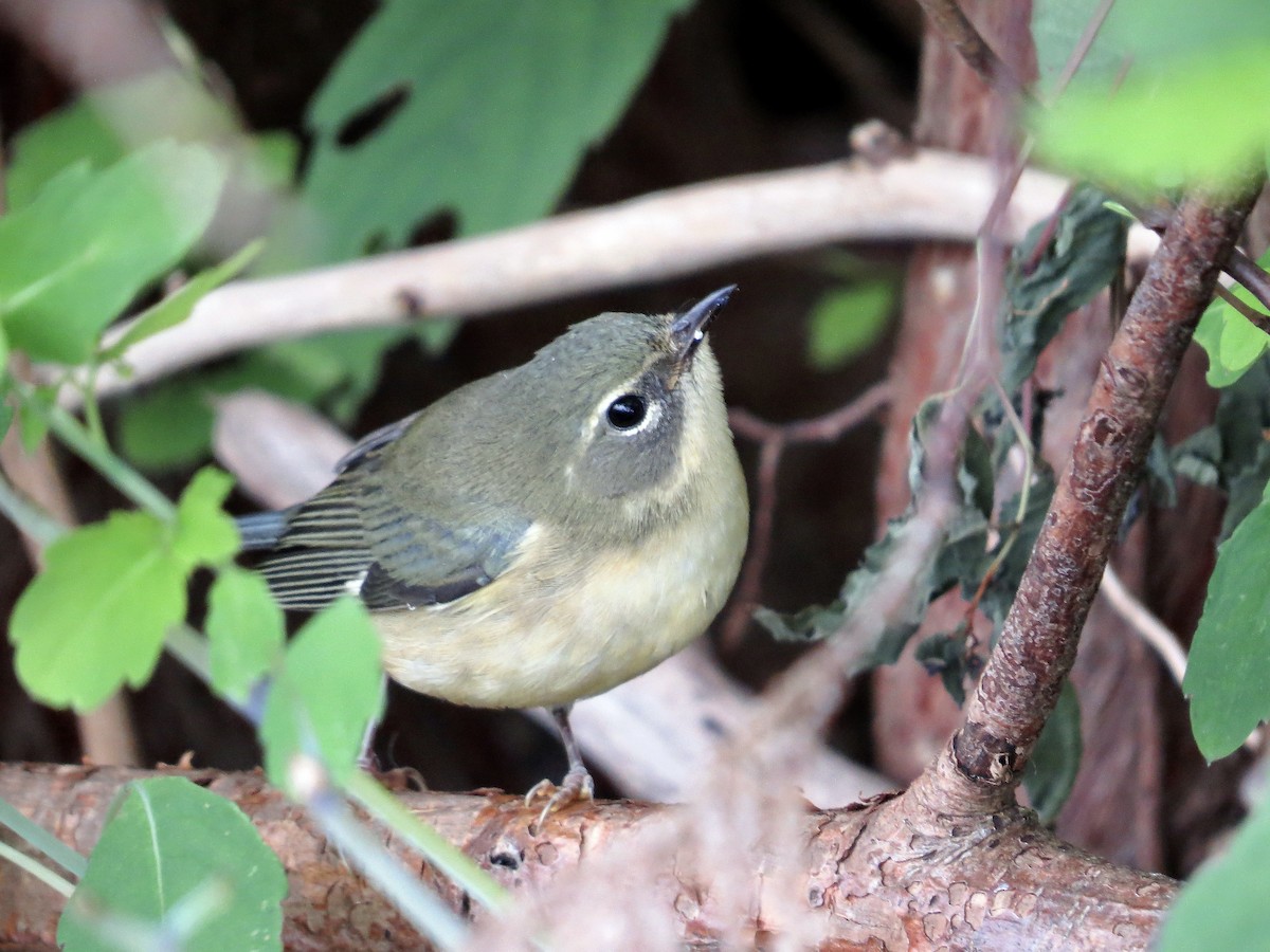 Black-throated Blue Warbler - ML641821272