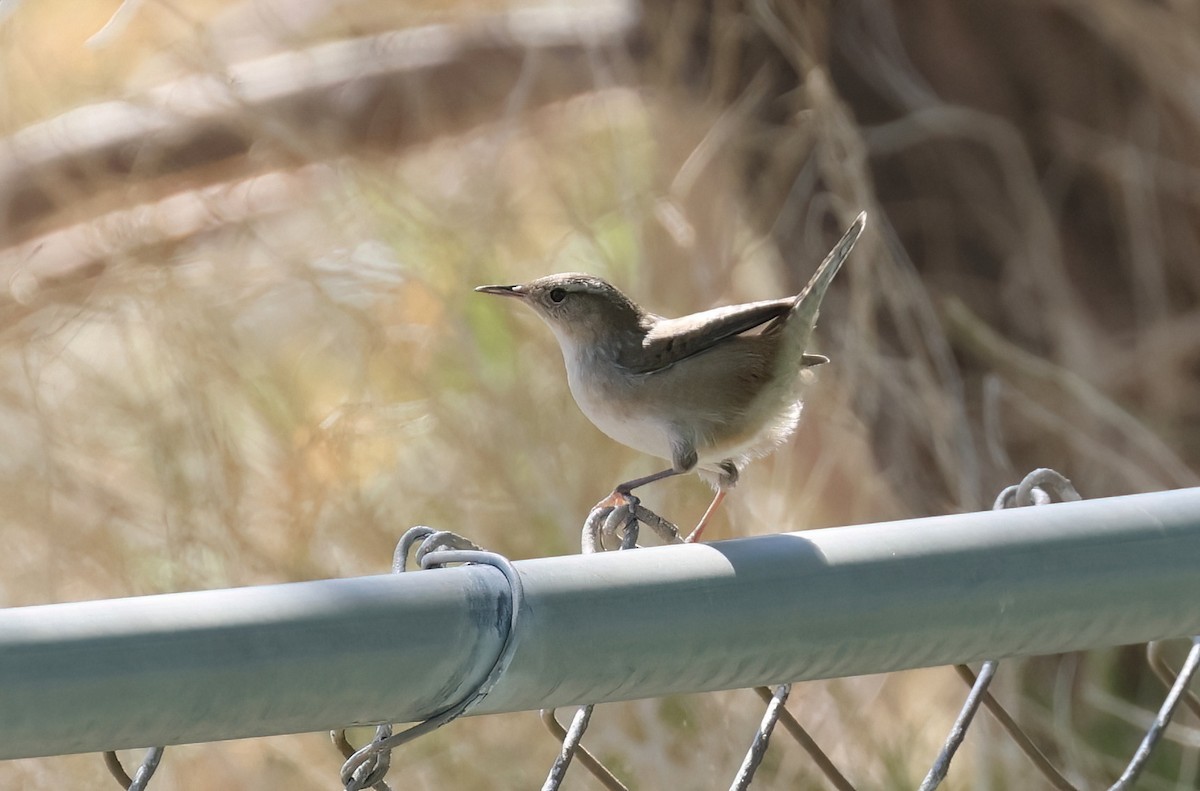 Marsh Wren - ML641821280