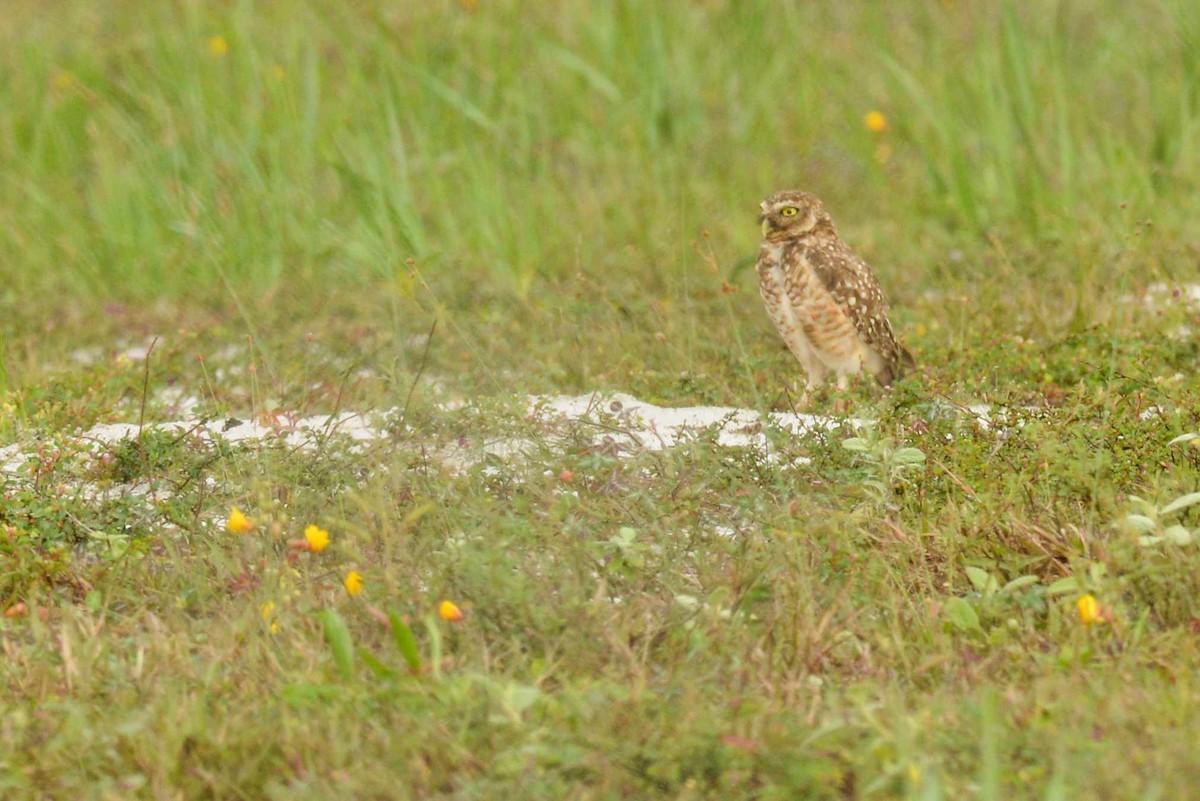 Burrowing Owl - ML641821284