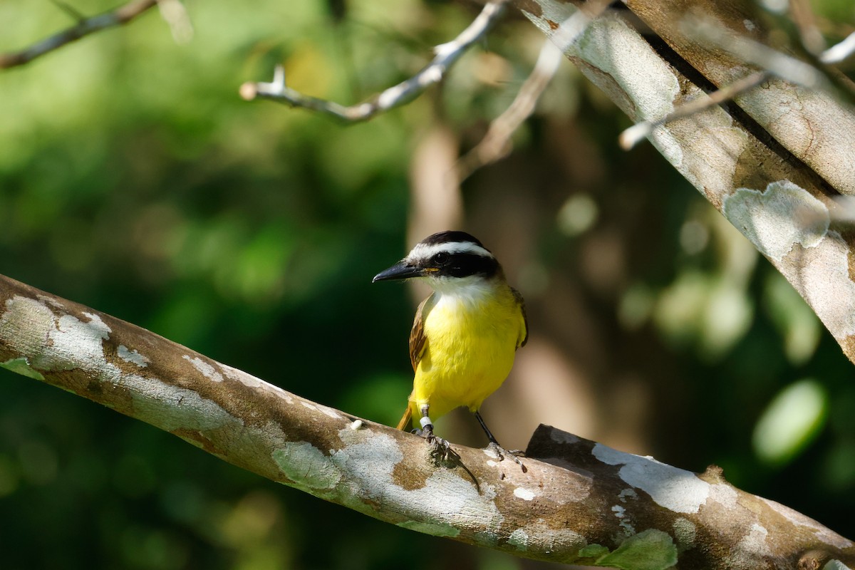 Great Kiskadee - ML641821288