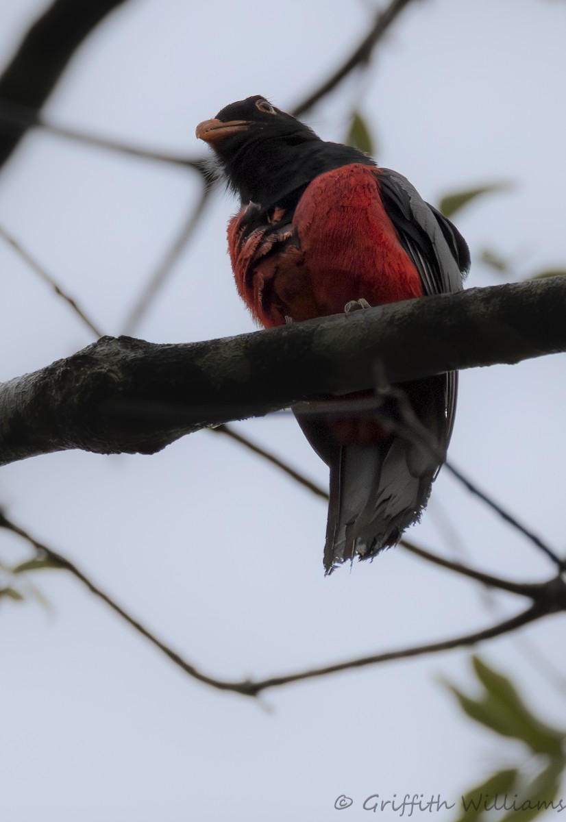 Slaty-tailed Trogon - ML641821291