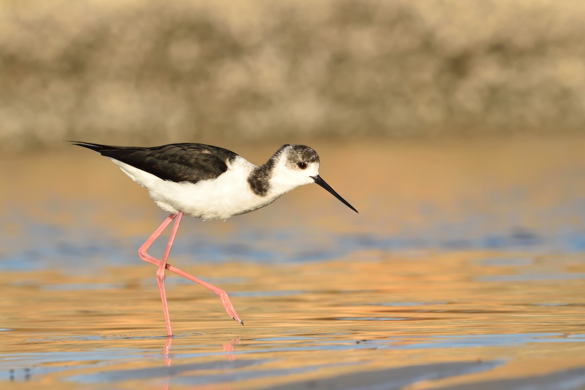 Pied Stilt - ML641821322