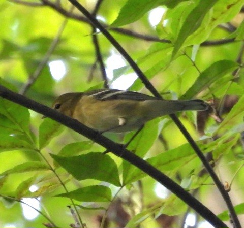 Bay-breasted Warbler - ML641821331