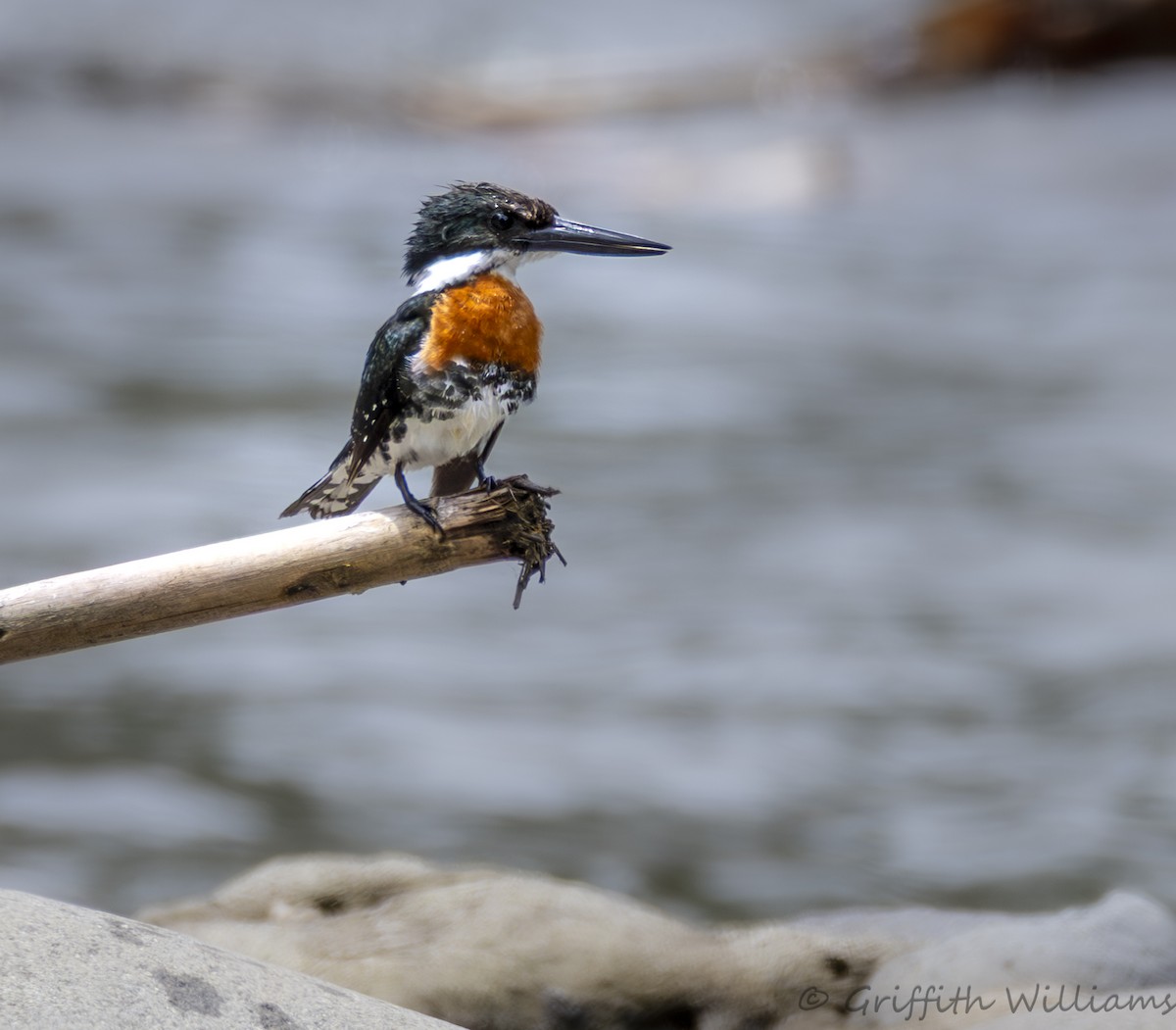 Green Kingfisher - ML641821332
