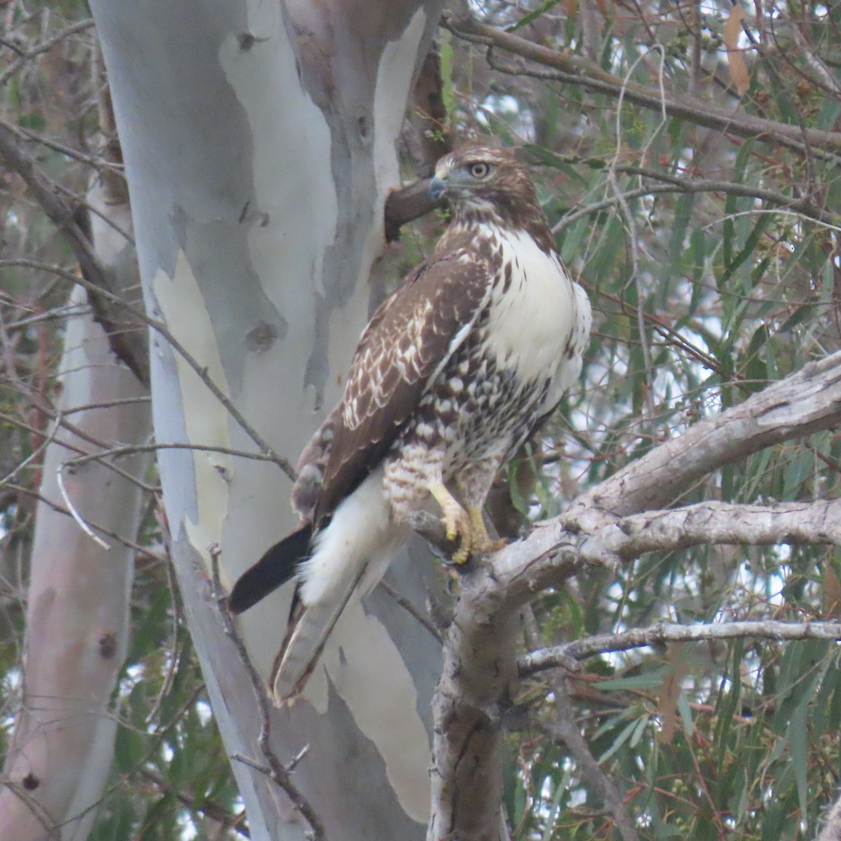 Red-tailed Hawk - ML641821333