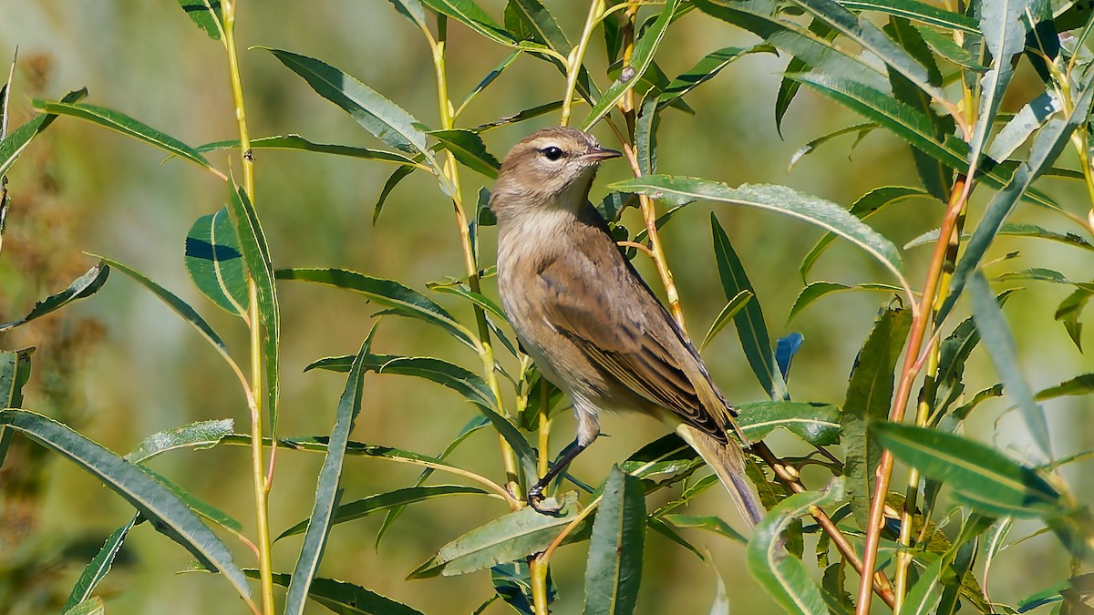 Palm Warbler - ML641821334