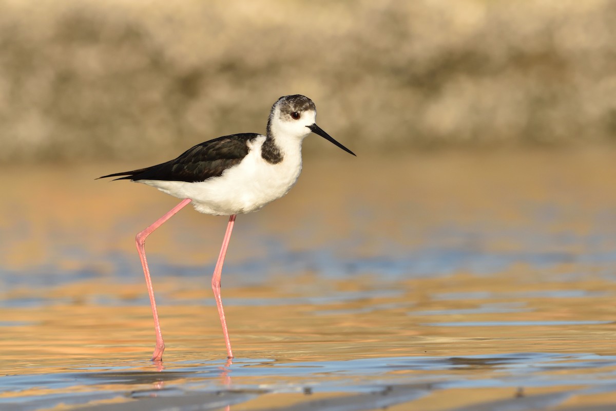 Pied Stilt - ML641821336