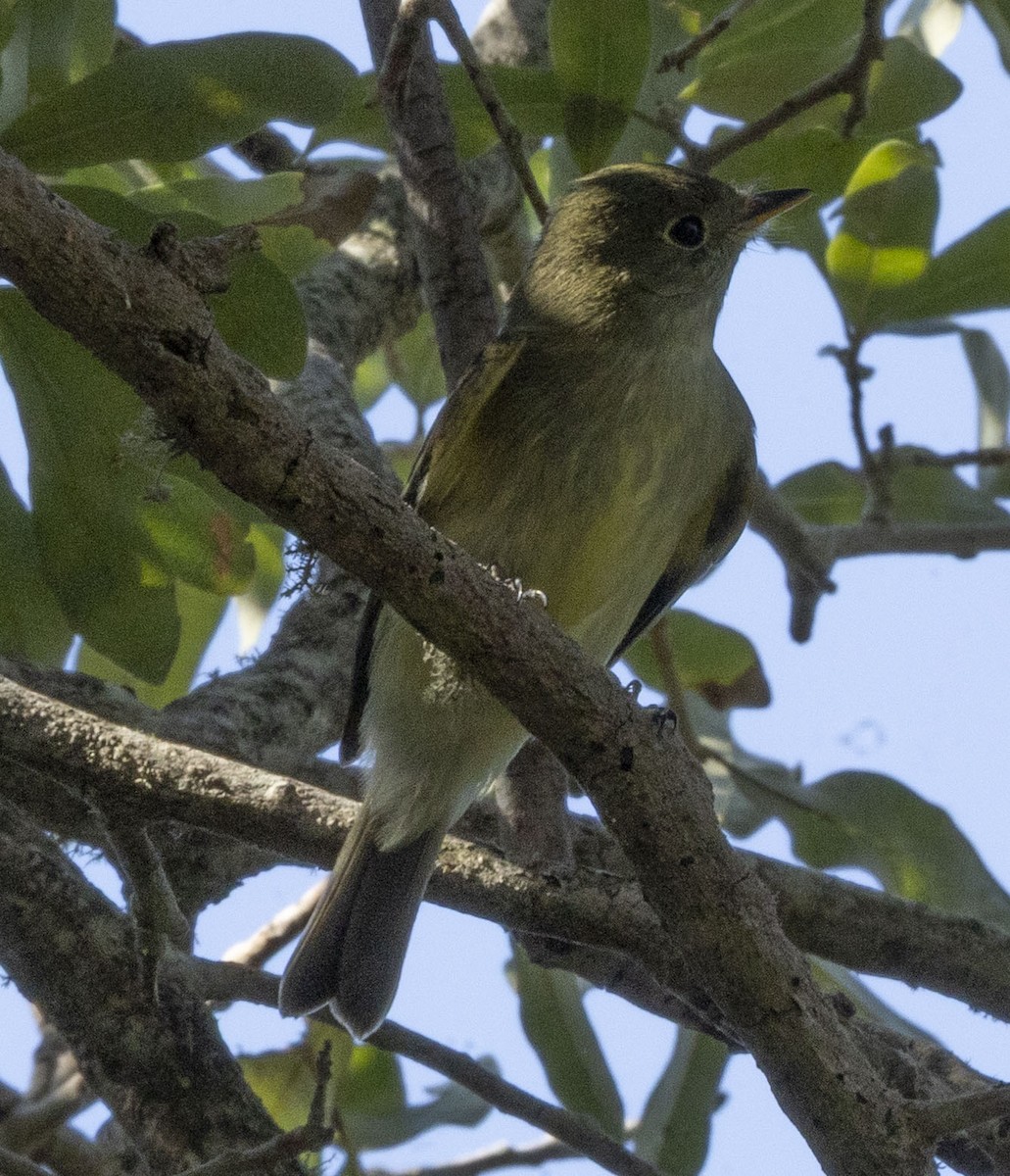 Yellow-bellied Flycatcher - ML641821342