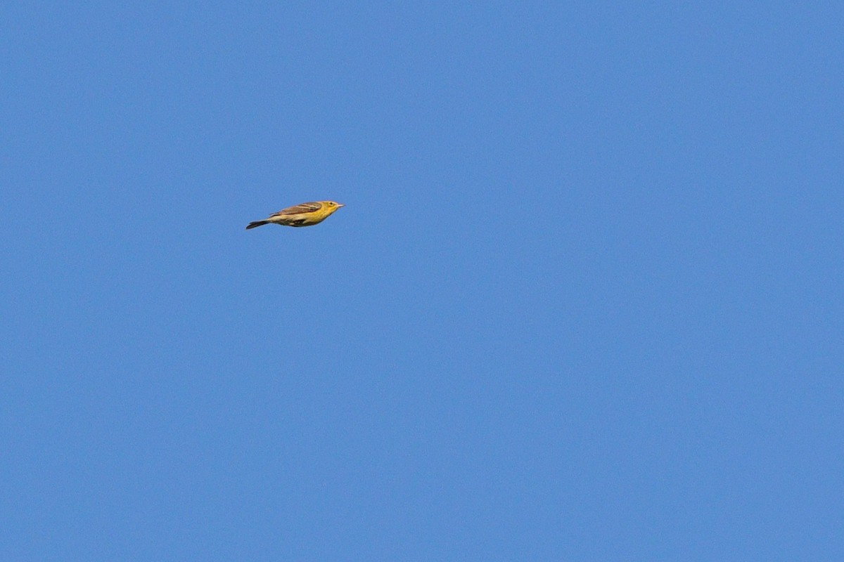 Pine Warbler - ML641821343