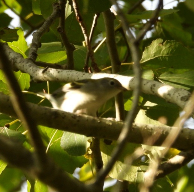 Chestnut-sided Warbler - ML641821344