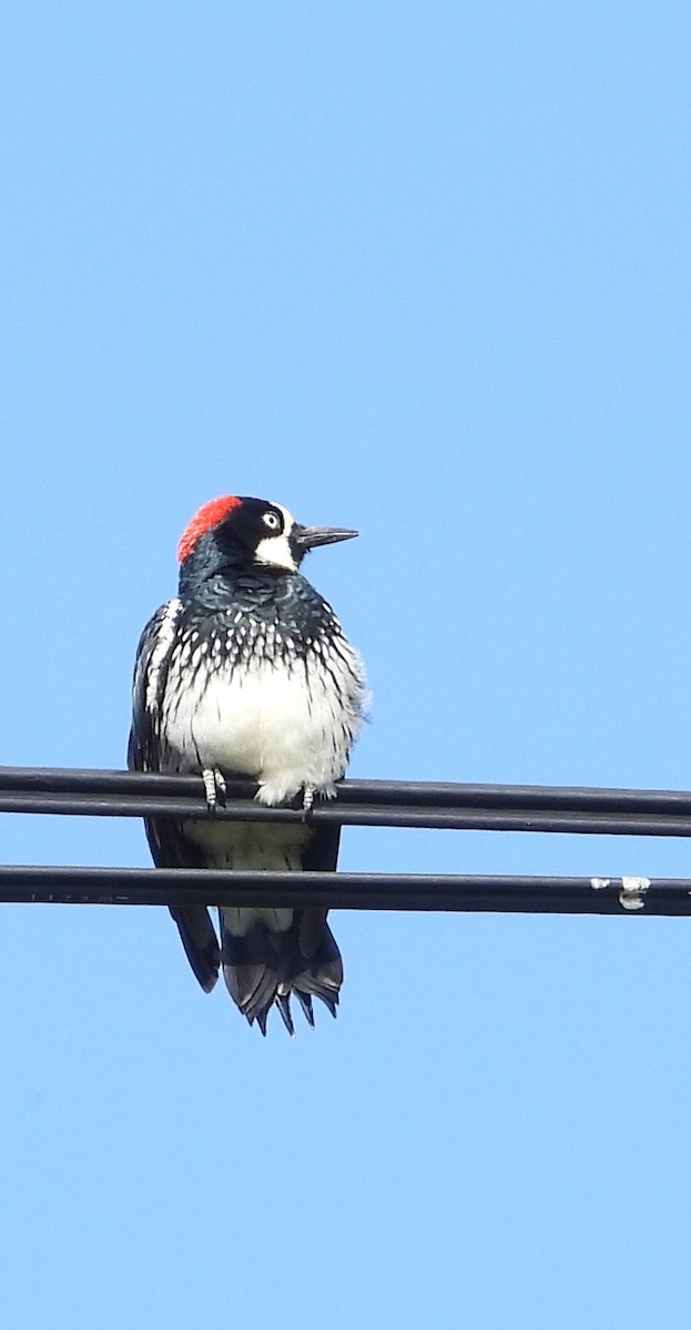 Acorn Woodpecker - ML641821345