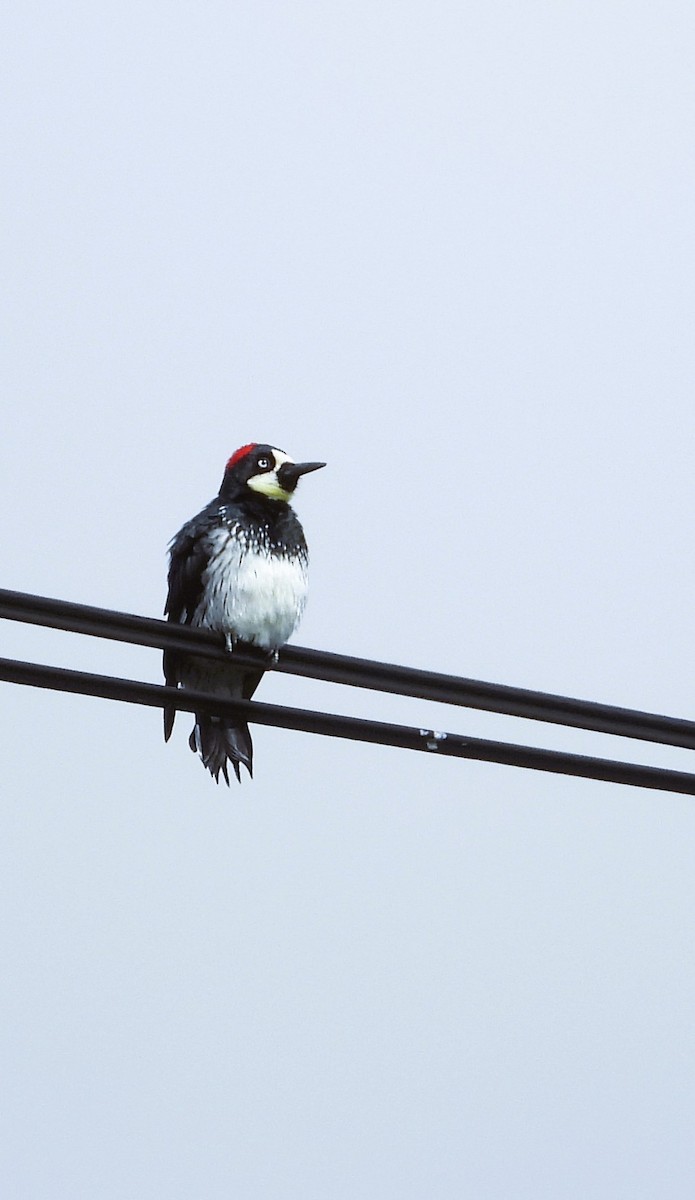 Acorn Woodpecker - ML641821346