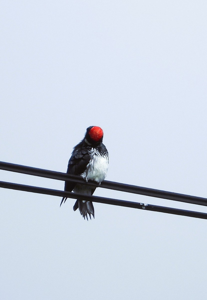 Acorn Woodpecker - ML641821347