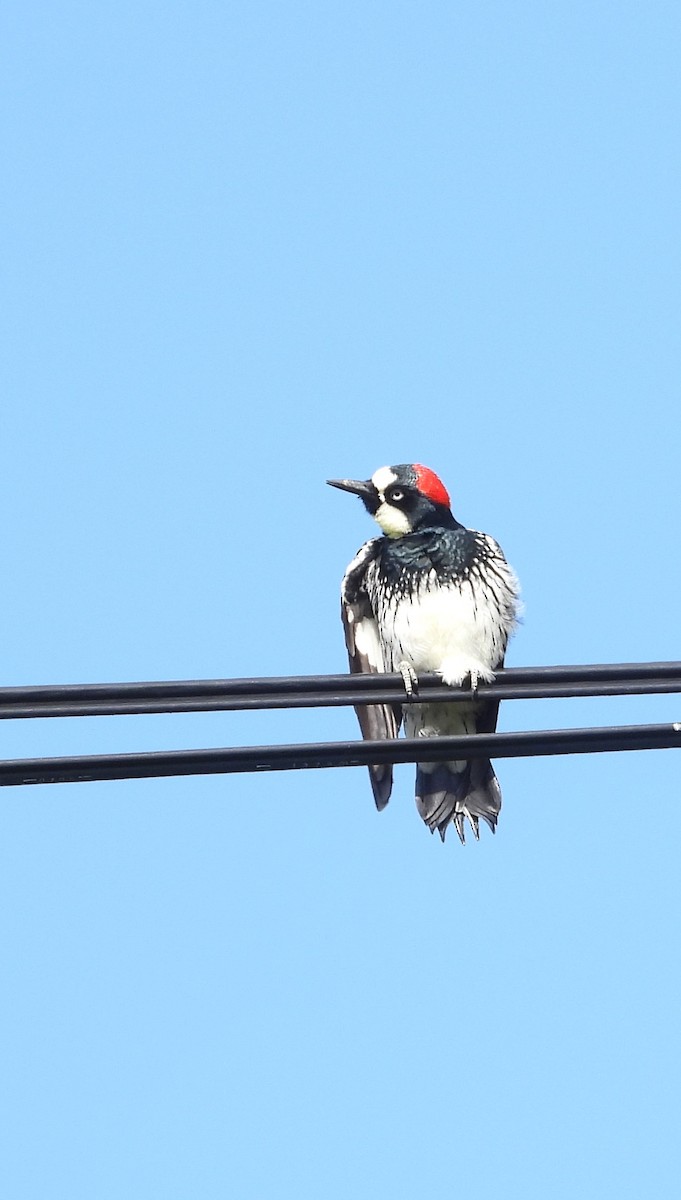 Acorn Woodpecker - ML641821348