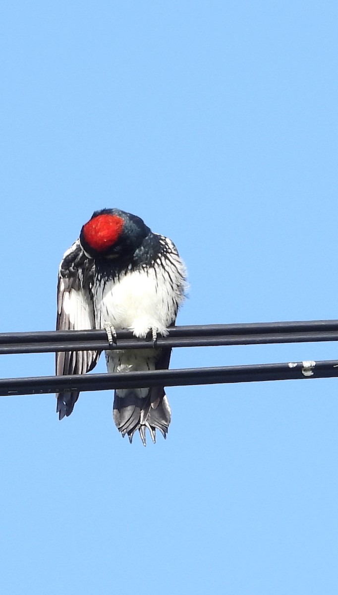 Acorn Woodpecker - ML641821349