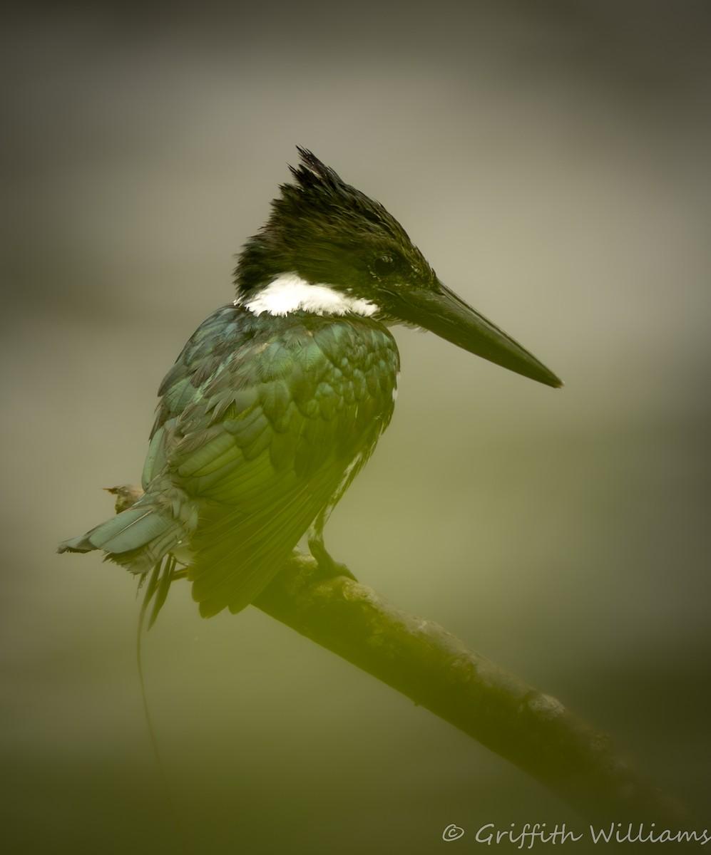 Amazon Kingfisher - ML641821353