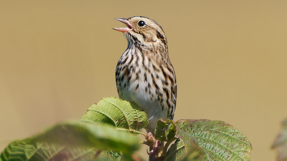 Savannah Sparrow - ML641821361