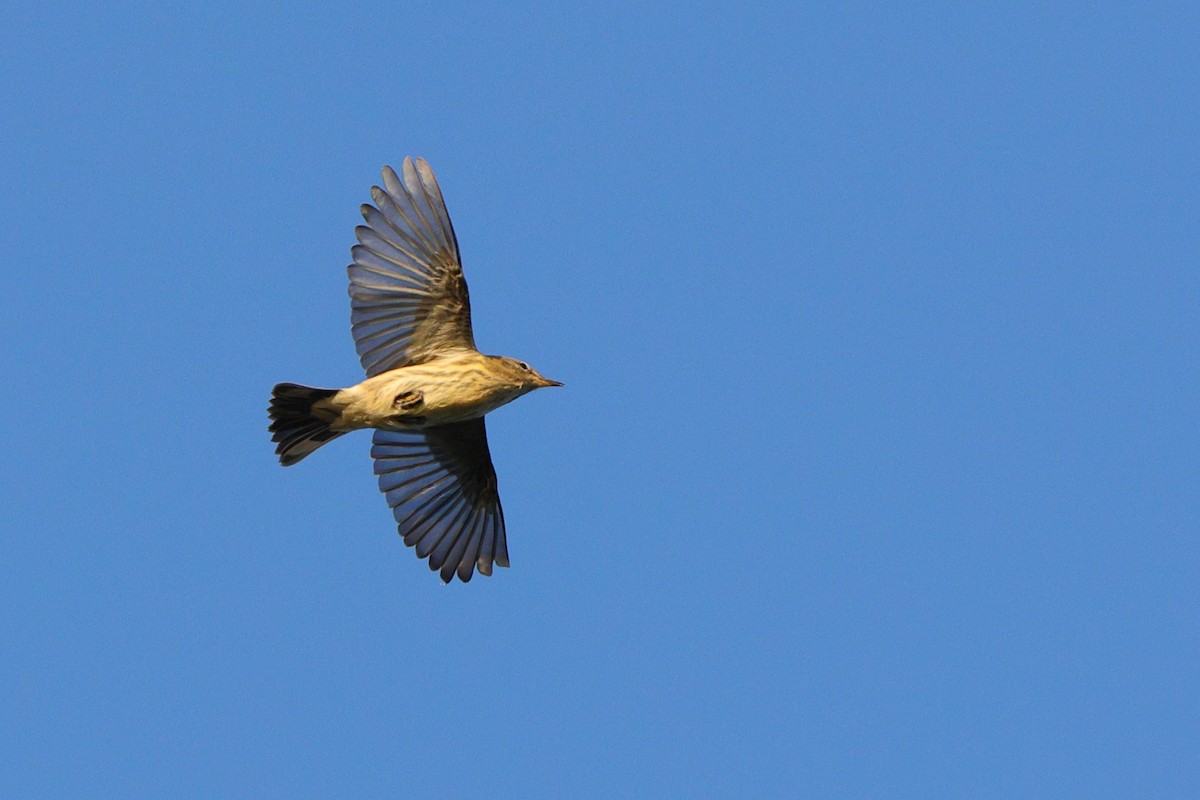 Cape May Warbler - ML641821362