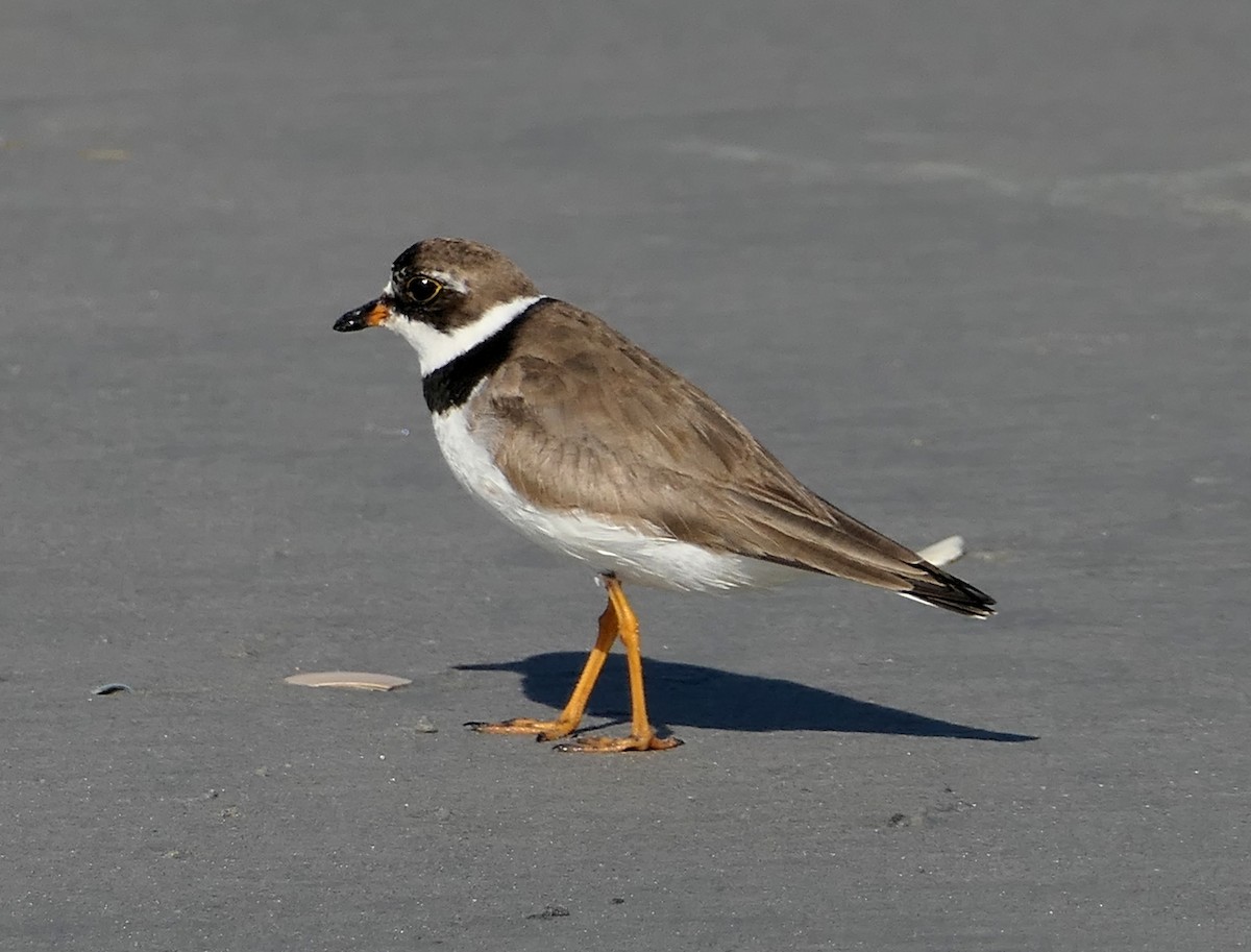 Semipalmated Plover - ML641821364