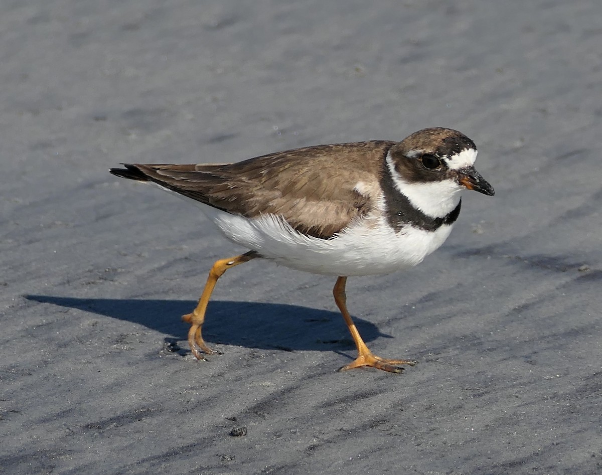 Semipalmated Plover - ML641821365