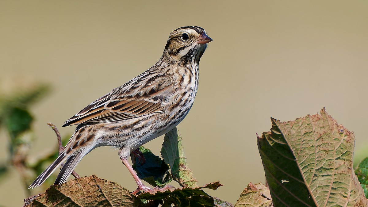 Savannah Sparrow - ML641821366