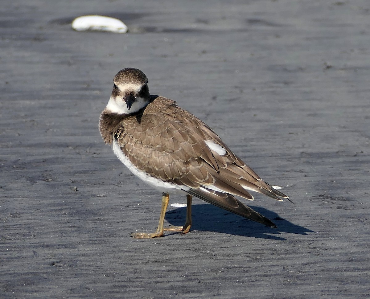 Semipalmated Plover - ML641821367