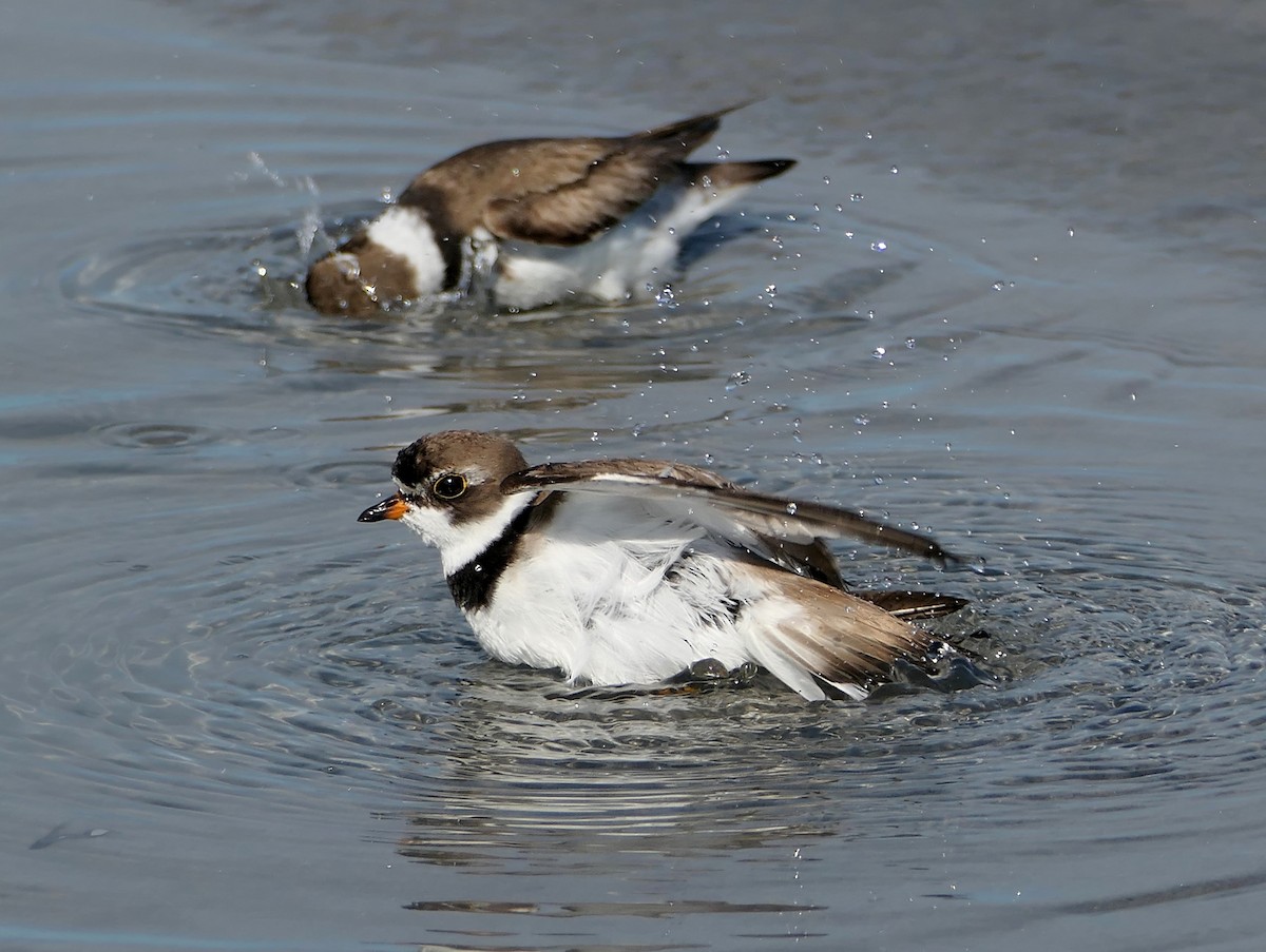 Semipalmated Plover - ML641821368