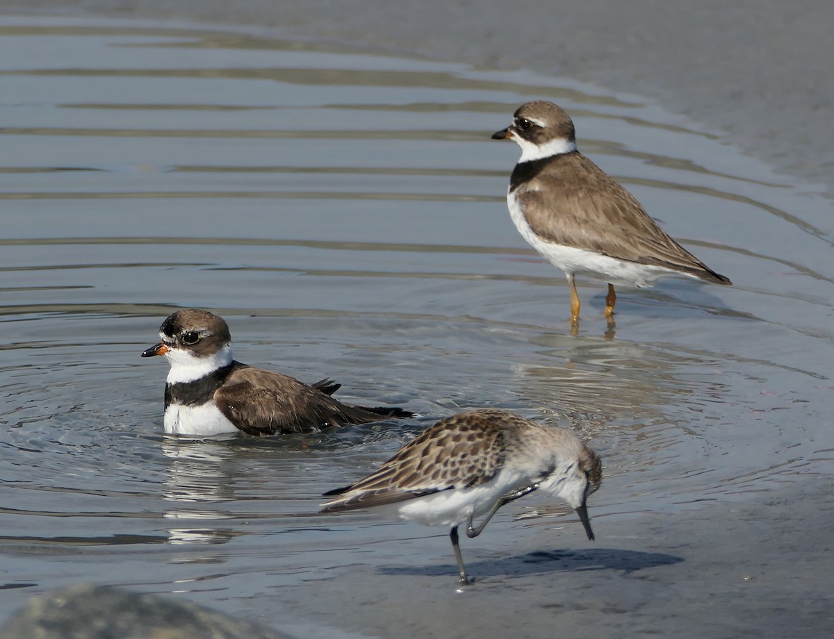 Semipalmated Plover - ML641821369