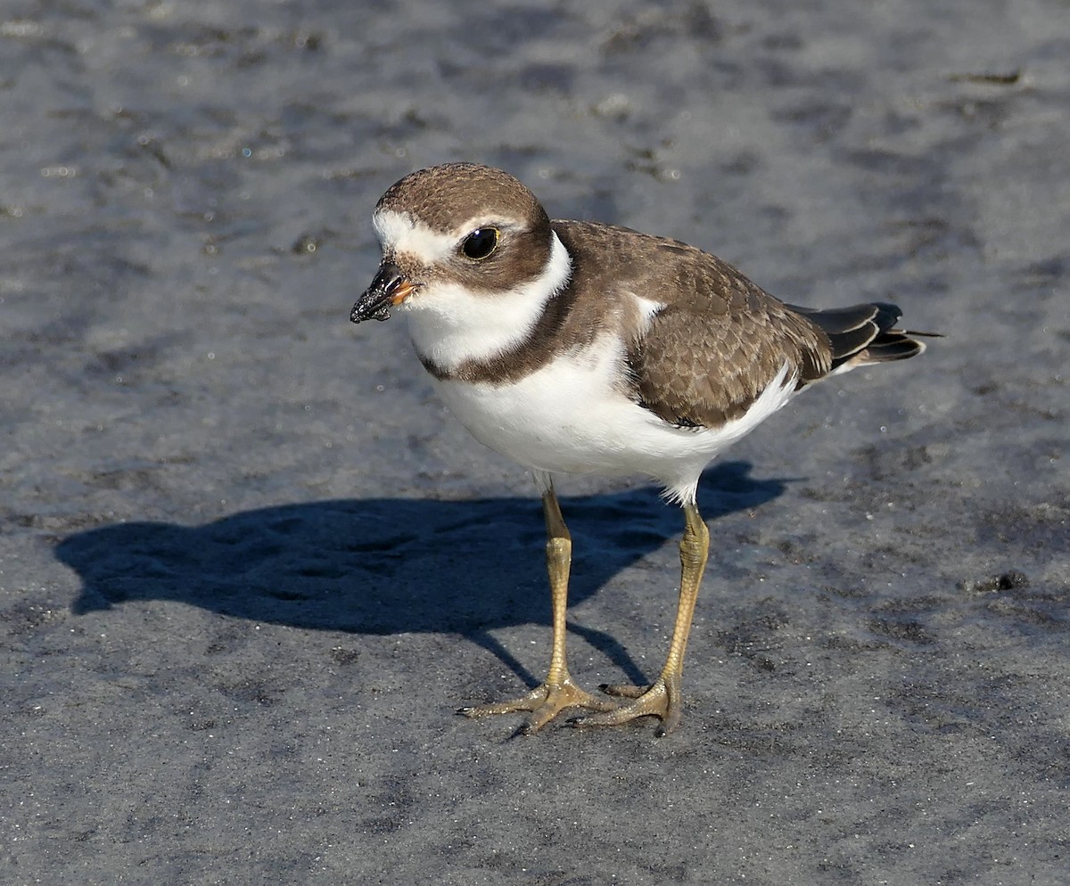 Semipalmated Plover - ML641821370