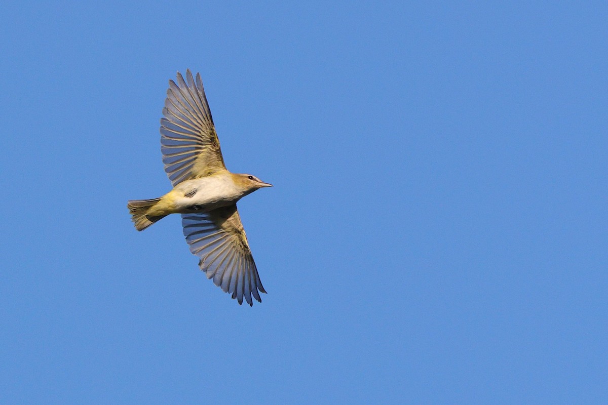 Red-eyed Vireo - ML641821371