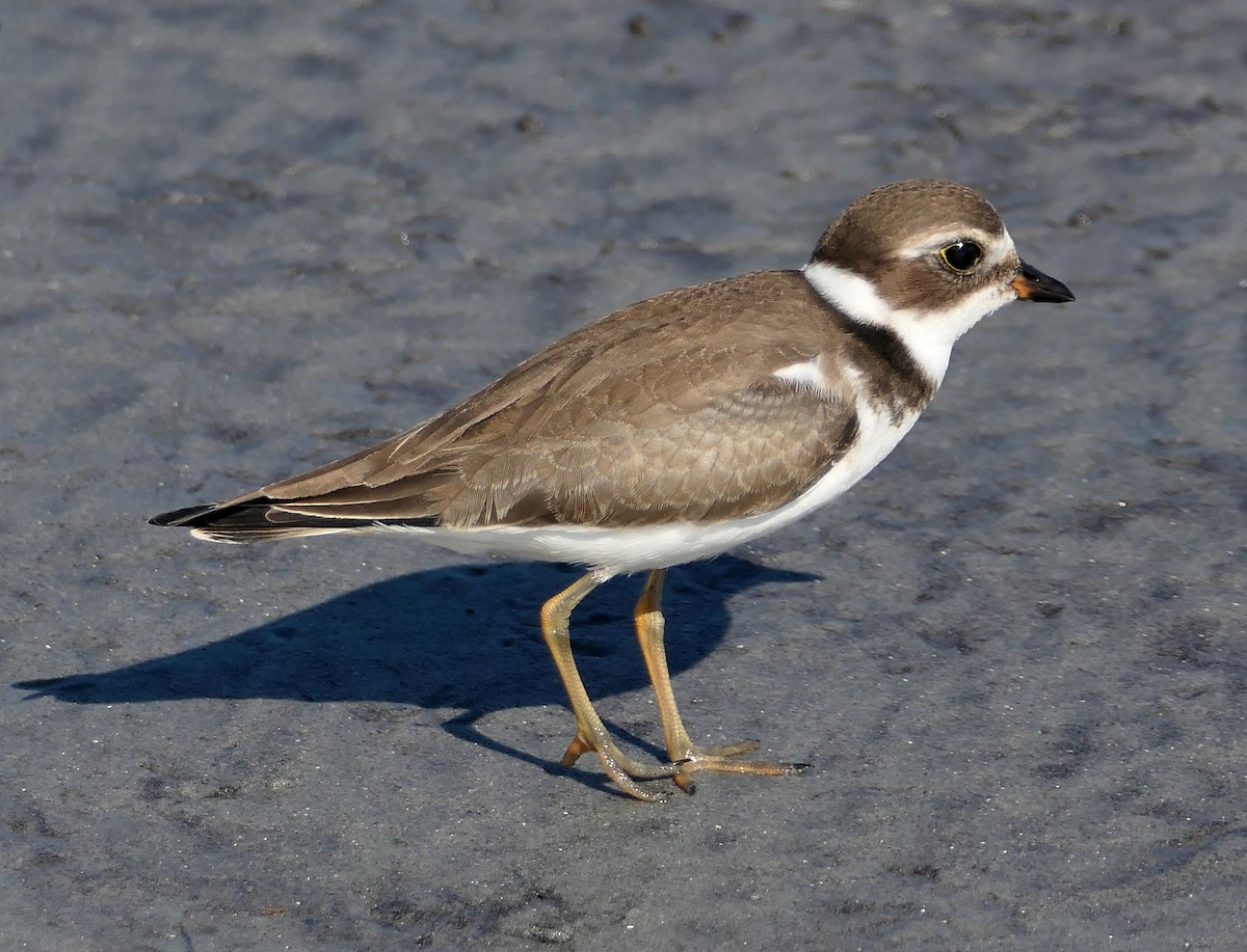 Semipalmated Plover - ML641821372