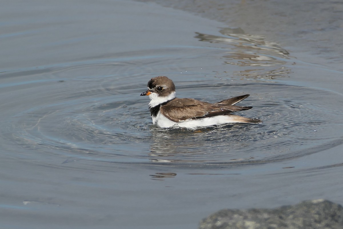 Semipalmated Plover - ML641821373