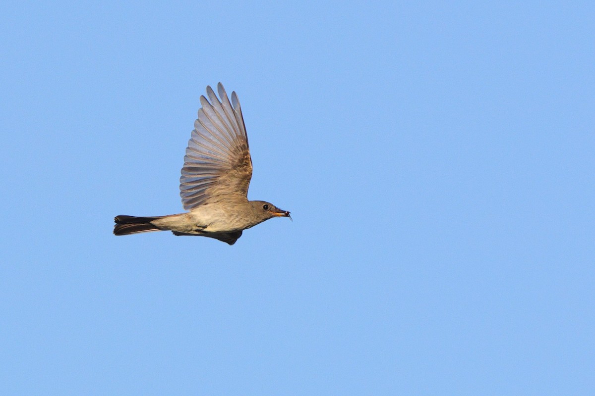Eastern Wood-Pewee - ML641821374