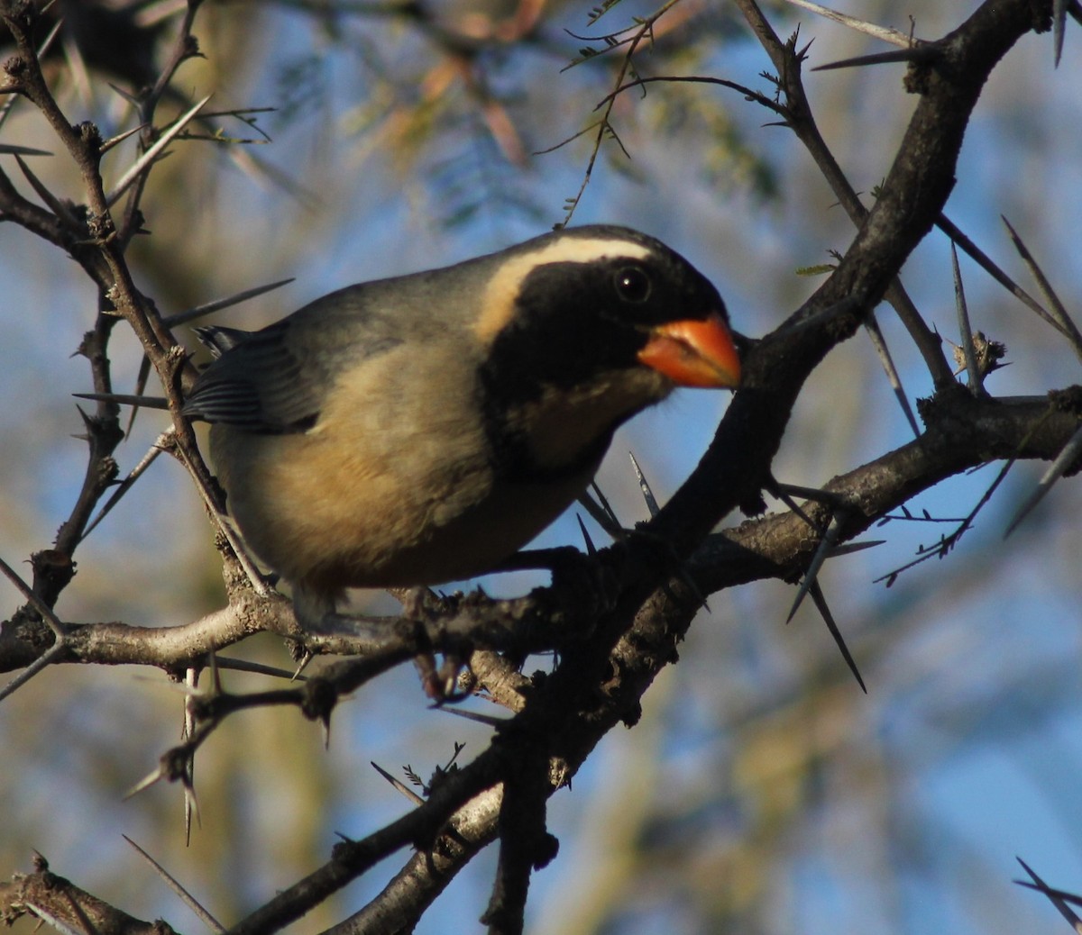 Golden-billed Saltator - ML641821378