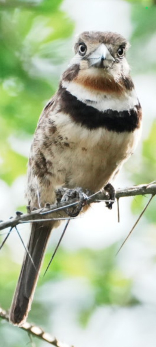 Russet-throated Puffbird - ML641821394