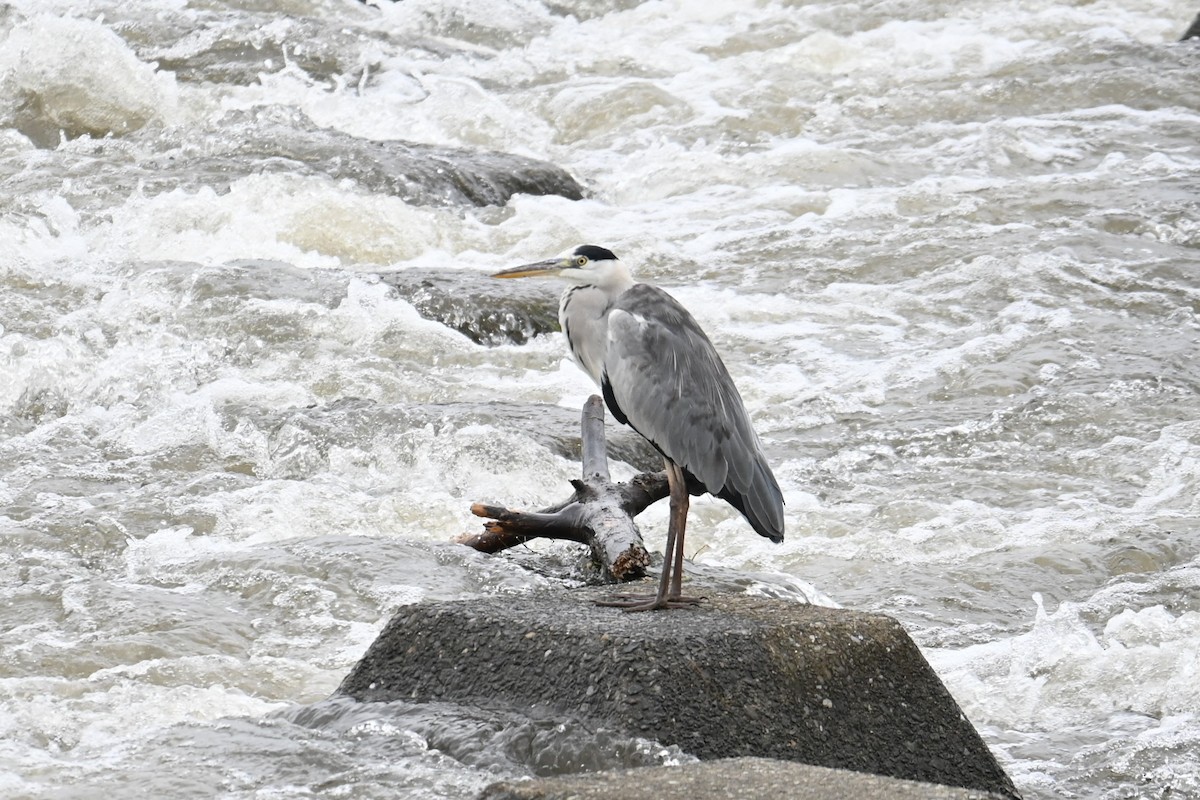 gråhegre - ML641821420