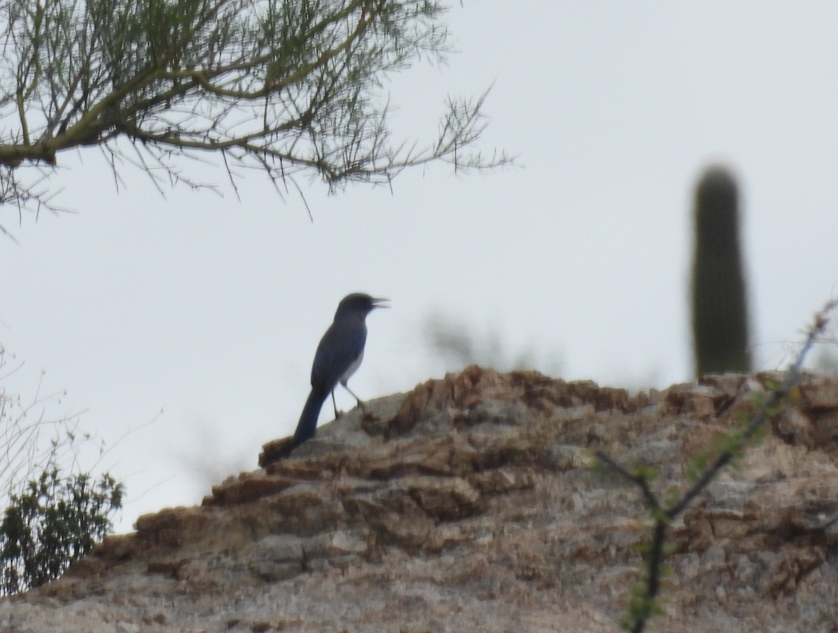 Mexican Jay - ML641821422
