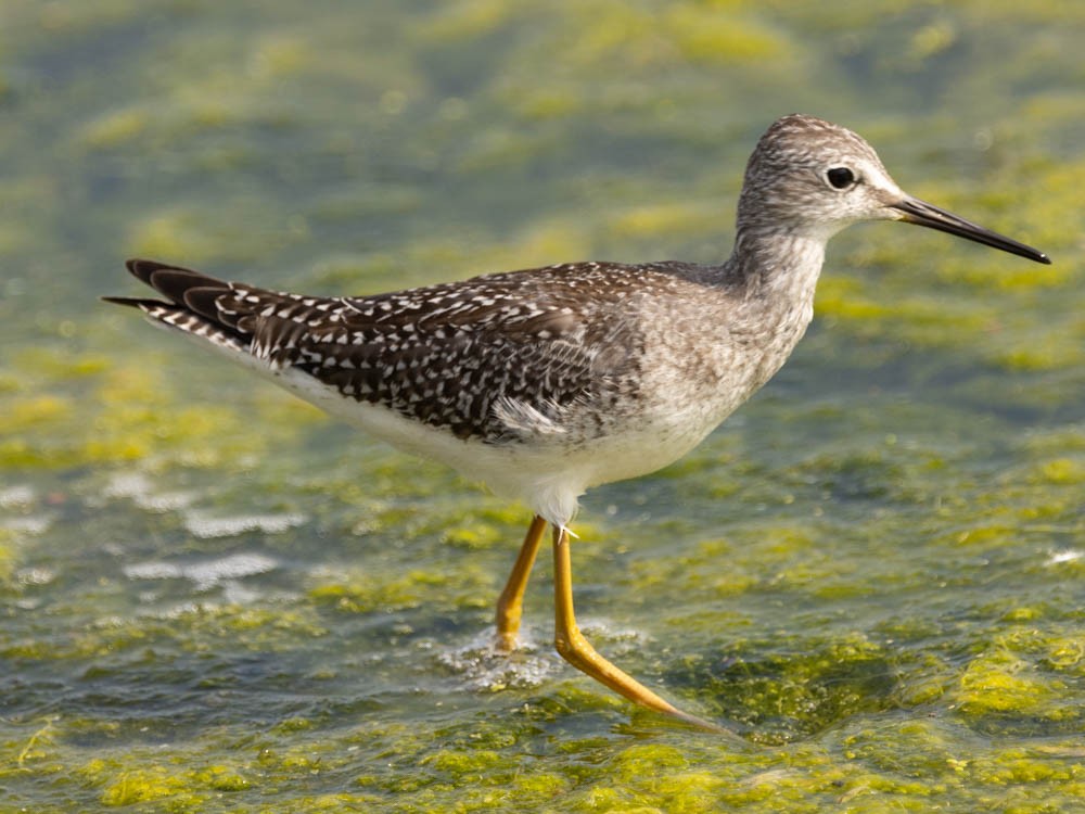 Lesser Yellowlegs - ML641821430