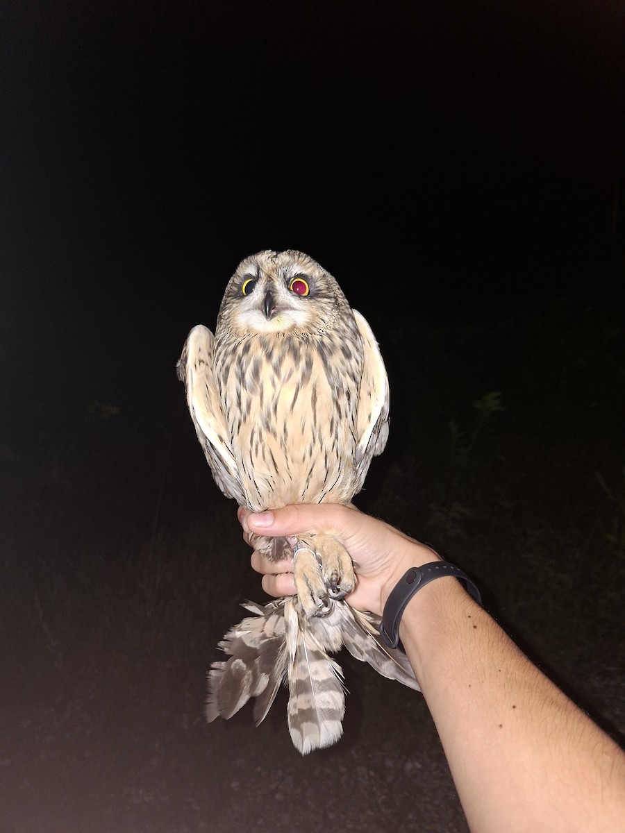 Short-eared Owl - ML641821433