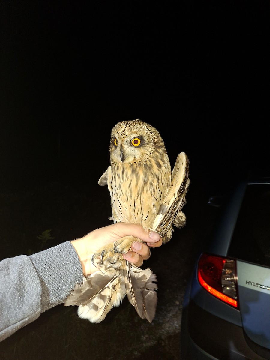 Short-eared Owl - ML641821434