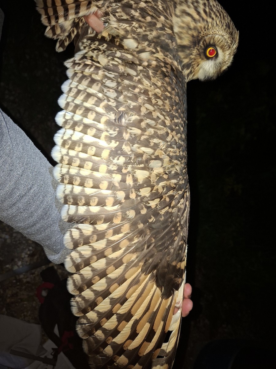 Short-eared Owl - ML641821435