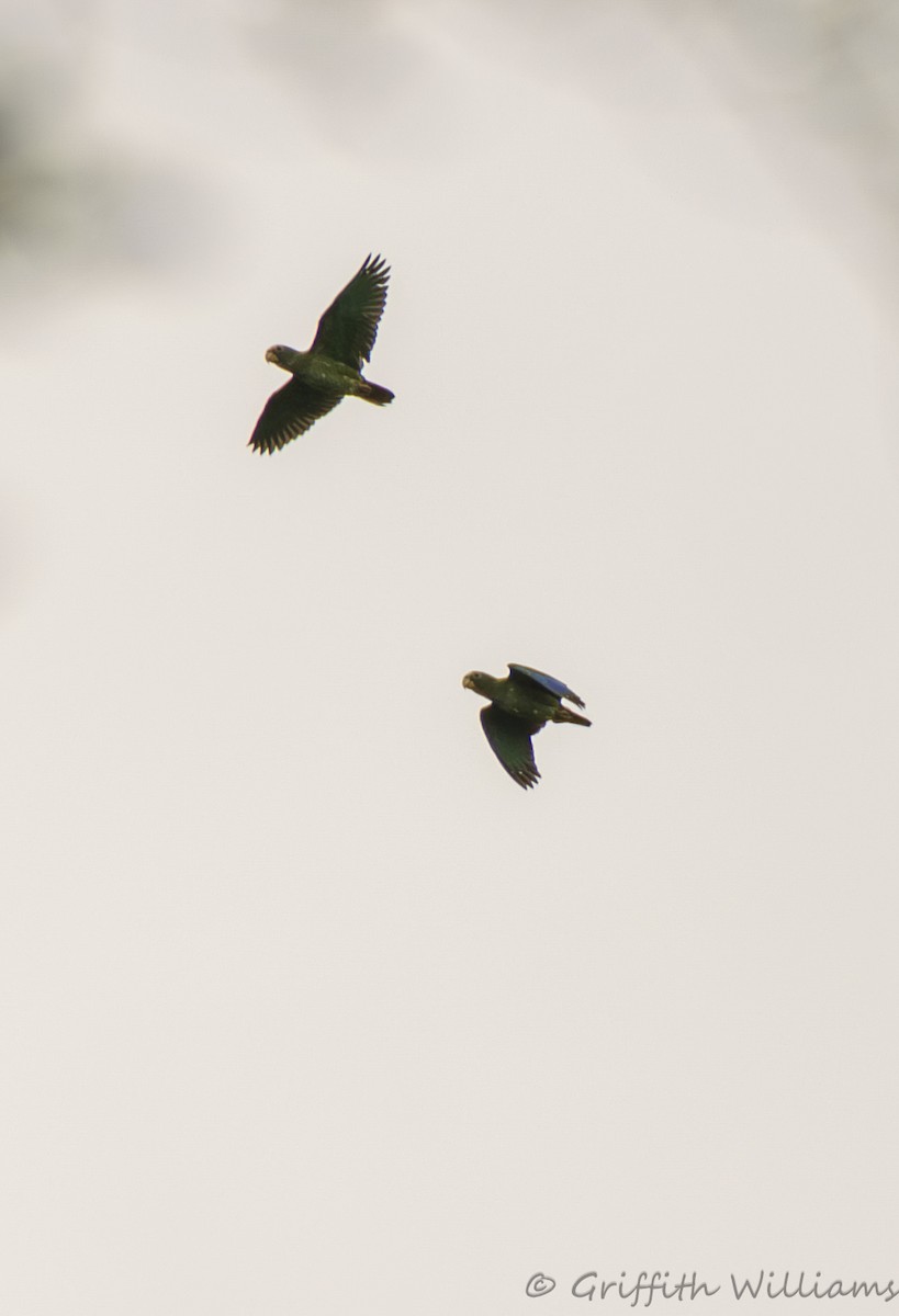 Loro Senil - ML641821463