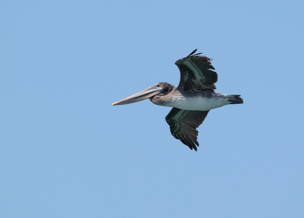 Brown Pelican - ML641821464
