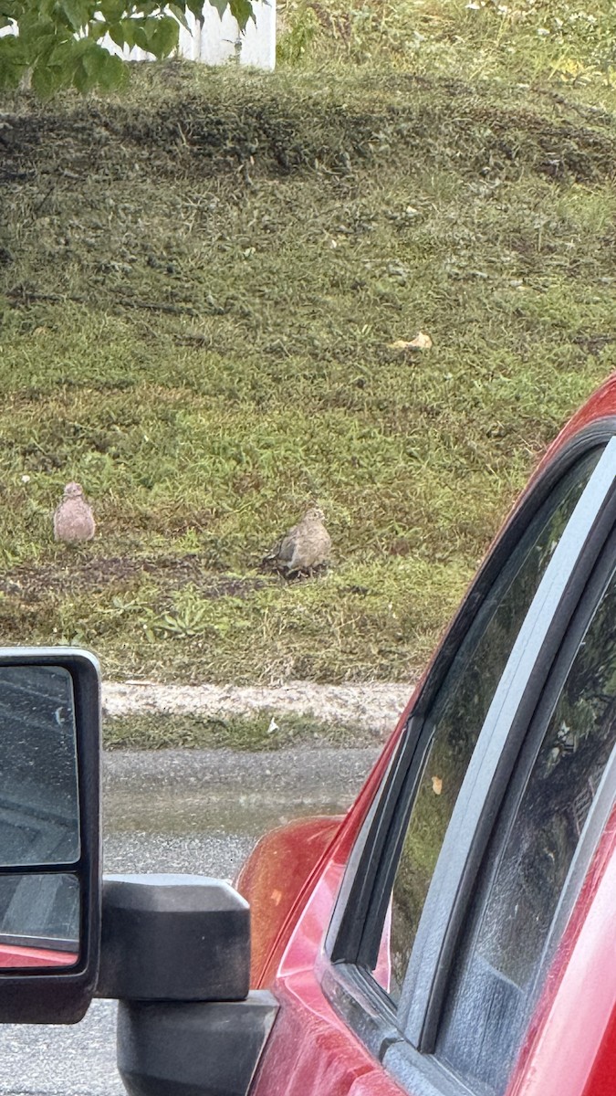 Mourning Dove - ML641821467