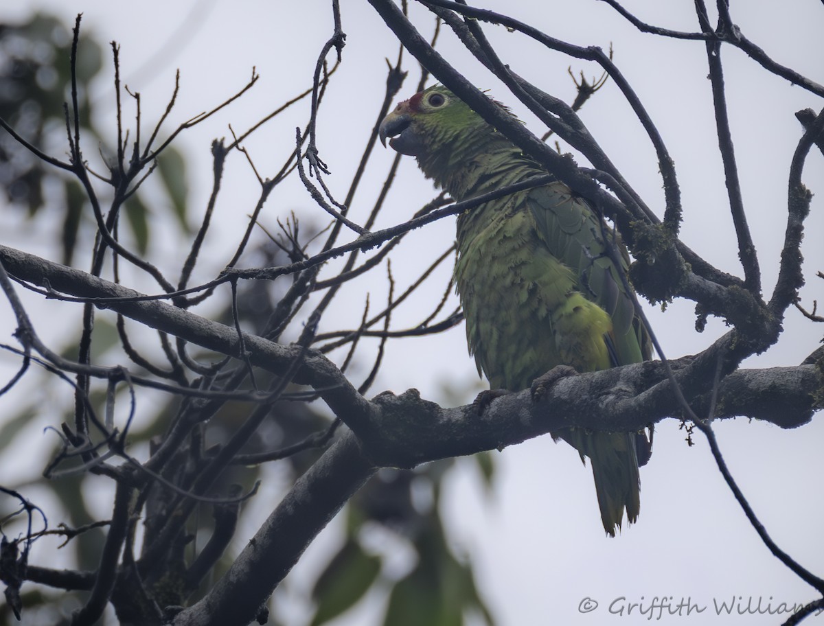 Red-lored Amazon - ML641821472