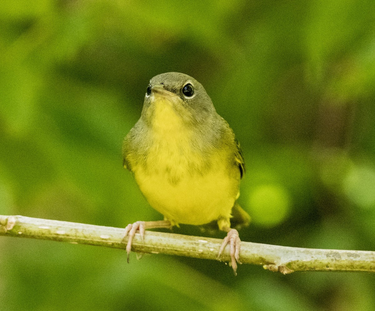 Mourning Warbler - ML641821483