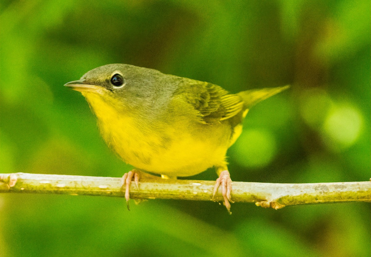 Mourning Warbler - ML641821484
