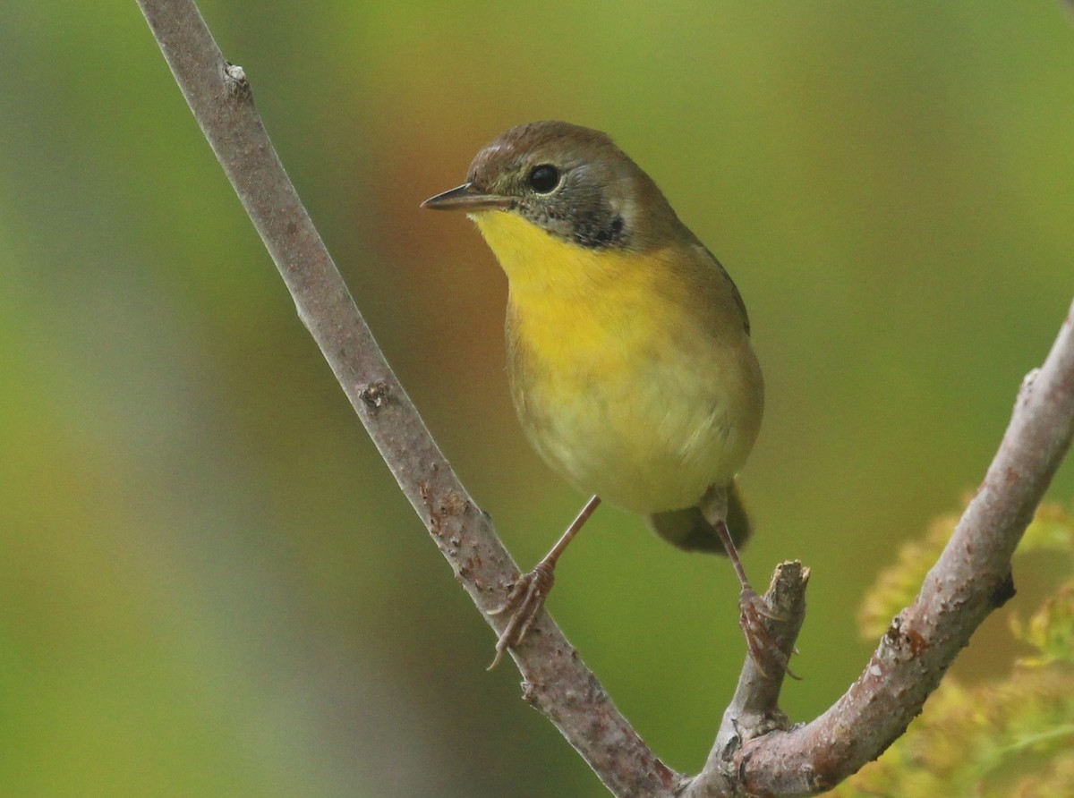 Common Yellowthroat - ML641821492