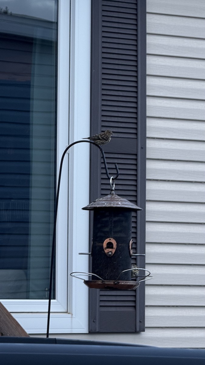 Pine Siskin - ML641821499