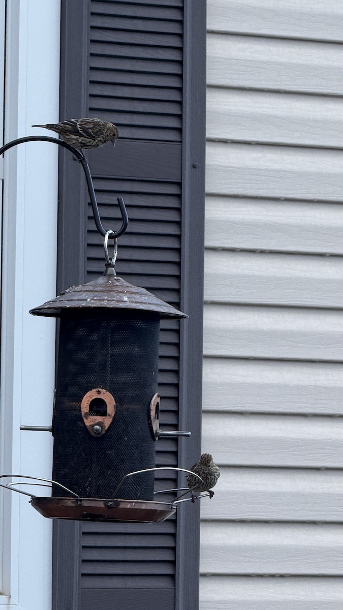 Pine Siskin - ML641821500